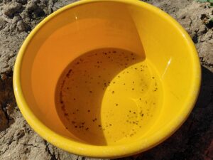 Obecność szkodników po oprysku – czy zabieg był skuteczny?