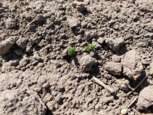 Ochrona herbicydowa grochu w Zachodniopomorskiem: dlaczego czysty start jest tak ważny?