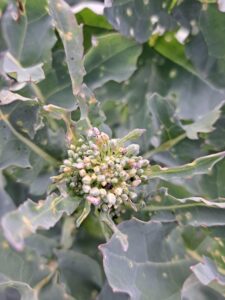 Rzepak na południu Polski osłabiony suszą, atakowany przez szkodniki