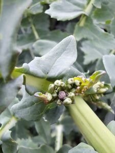 Rzepak na południu Polski osłabiony suszą, atakowany przez szkodniki