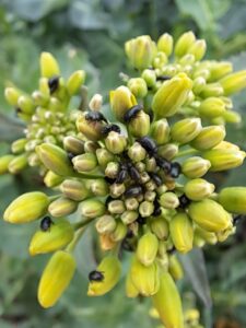 Atak szkodników rzepaku na Dolnym Śląsku: uwaga na naloty mieszane