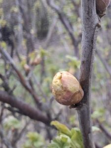 Zwalczanie wielkopąkowca porzeczkowego w powiecie lipskim