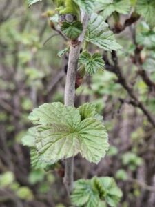 Zwalczanie wielkopąkowca porzeczkowego w powiecie lipskim