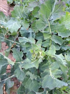 Ochrona rzepaku na Pomorzu: brak szkodników to okazja do działania