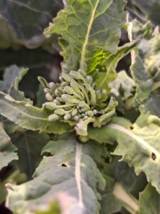 Trzy zagrożenia dla rzepaku na Podlasiu: przymrozki, susza i szkodniki