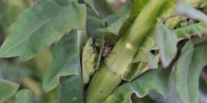 Trzy zagrożenia dla rzepaku na Podlasiu: przymrozki, susza i szkodniki