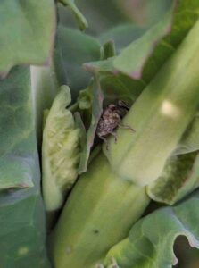 Trzy zagrożenia dla rzepaku na Podlasiu: przymrozki, susza i szkodniki