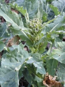 Rzepak na Kujawach nie rusza po zimie: jak przełamać wiosenne osłabienie?