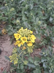 Atak słodyszka rzepakowego w Wielkopolsce: konieczny drugi zabieg