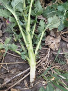 Rzepak na Kujawach nie rusza po zimie: jak przełamać wiosenne osłabienie?