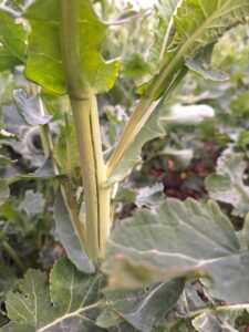 Susza i przymrozki osłabiły rzepak w woj. podlaskim