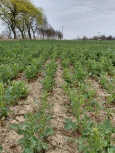 Kluczowe zabiegi w rzepaku na Pomorzu Zachodnim