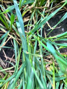 Ochrona fungicydowa zbóż na Pomorzu Zachodnim – komunikat fitosanitarny