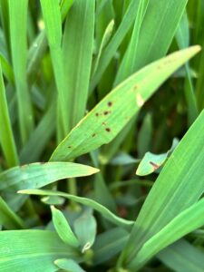 Ochrona fungicydowa zbóż na Pomorzu Zachodnim – komunikat fitosanitarny