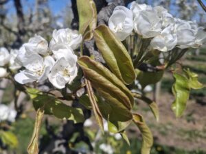 Uwaga na przymrozki – przygotuj sad na spadki temperatur
