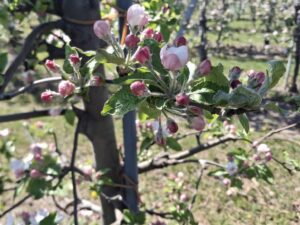Uwaga na przymrozki – przygotuj sad na spadki temperatur