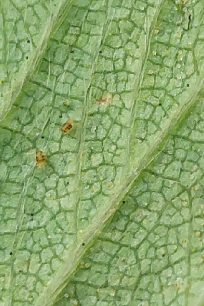 Przędziorek chmielowiec