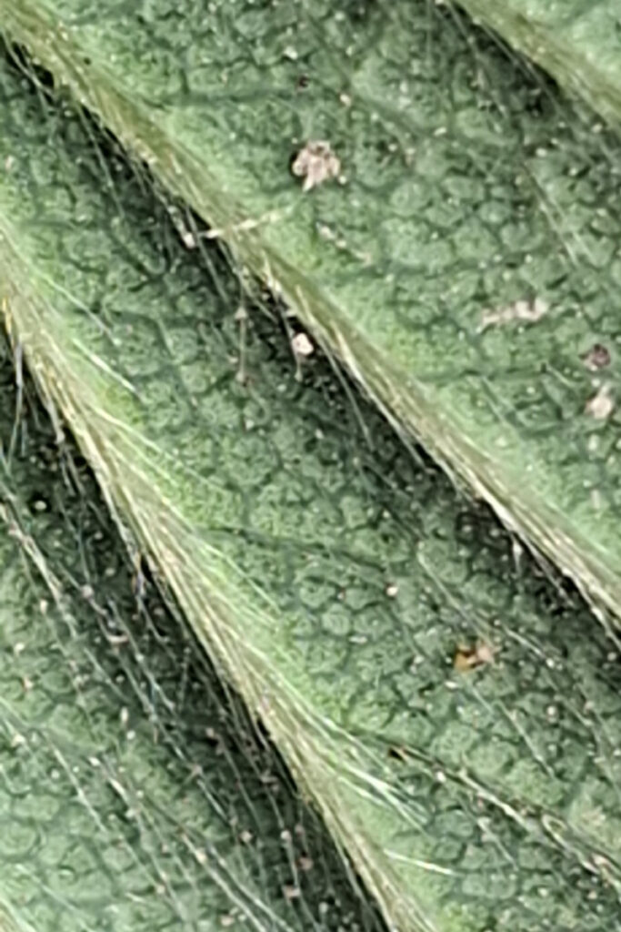 Przędziorki na truskawce