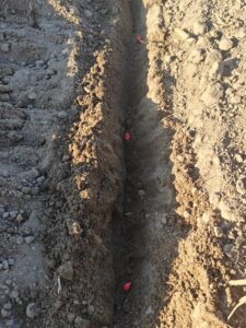 Siew kukurydzy w Wielkopolsce