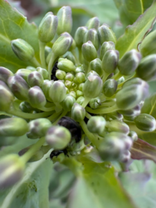 Walka ze słodyszkiem na Pomorzu Zachodnim