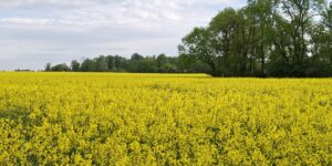 Wielkopolska: Ochrona rzepaku w fazie kwitnienia – deszcz to szansa i podwójne ryzyko.