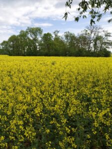 Wielkopolska: Ochrona rzepaku w fazie kwitnienia – deszcz to szansa i podwójne ryzyko