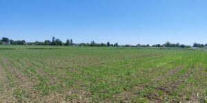Podkarpackie: Zwalczanie silnego zachwaszczenia kukurydzy – co robić, gdy herbicydy doglebowe zawiodły?