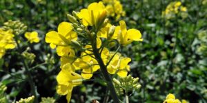 Faza żółtego pąka na Pomorzu Zachodnim. Jak wygląda bieżącą sytuację na plantacjach?