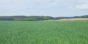 Biostymulacja pszenicy w warunkach suszy.