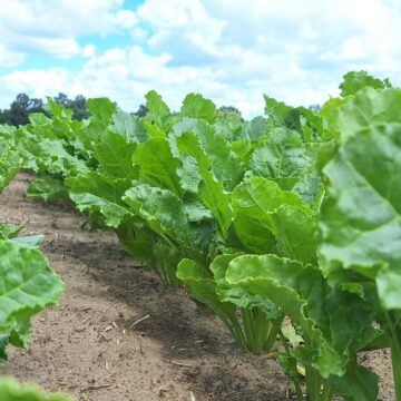 Warmińsko-Mazurskie: Ochrona buraka cukrowego przed agrofagami. Jak reagować po lustracji?