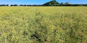 KAIZEN aktywuje naturalne mechanizmy obronne roślin, stabilizuje poziom chlorofilu w łuszczynach i pozwala im na dłuższą aktywność fotosyntetyczną w skrajnie wysokich temperaturach, co zabezpiecza masę nasion.