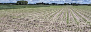Mazowsze i Lubelszczyzna: Odchwaszczanie i stymulacja kukurydzy – efekty na polu. Jak uratować plantację przed suszą i głodem azotowym?
