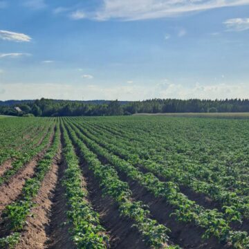 Warmińsko-Mazurskie: Skuteczne odchwaszczanie ziemniaków w suszy. Zobacz efekty z pola!