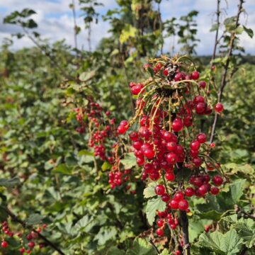 Zbiory czerwonej porzeczki pod presją stresów abiotycznych: ocena skuteczności biostymulacji