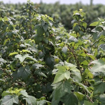 Ochrona czarnej porzeczki po zbiorach: Jak zabezpieczyć plantację przed chorobami i szkodnikami?