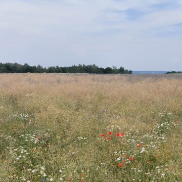 Przygotowanie rzepaku do zbioru: Jak wyeliminować chwasty i obniżyć koszty żniw?