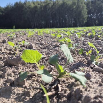 Jesienna ochrona rzepaku: presja szkodników, nawożenie azotowe i stres fizjologiczny – wideo