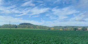 Śmietka kapuściana w rzepaku – jak skutecznie chronić plantację jesienią?