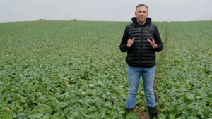 Śmietka kapuściana w rzepaku – jak skutecznie chronić plantację jesienią?