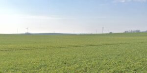 Mączniak prawdziwy jesienią – jak skutecznie chronić pszenicę i jęczmień